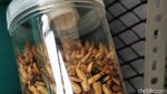 Ragam Produk Turunan Larva Maggot Pencetak Cuan Puluhan Juta