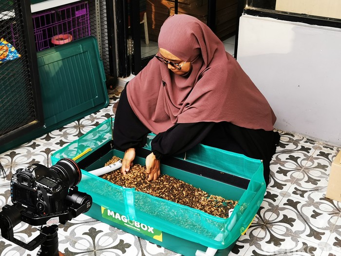 Maggot dari Magobox