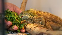 Iguana yang dibudidayakan tersebut dijual ke berbagai daerah melalui media daring.