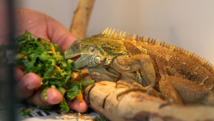 Peternak memberi makan Iguana dalam kandang di Desa Jemundo, Taman, Sidoarjo, Jawa Timur, Rabu (3/1/2024). Iguana yang dibudidayakan tersebut dijual ke berbagai daerah melalui media daring dengan harga Rp350 ribu hingga Rp6,5 juta per ekor tergantung umur dan ukuran. ANTARA FOTO/Umarul Faruq/rwa.