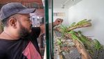Mengintip Cuan dari Budi Daya Iguana, Bisa Laku Rp 6,5 Juta/Ekor