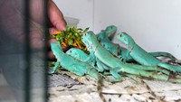Iguana tersebut dijual dengan harga Rp350 ribu hingga Rp6,5 juta per ekor tergantung umur dan ukuran.  