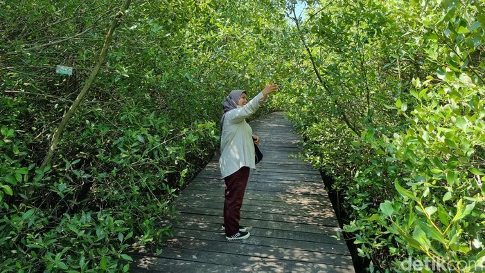 Pengunjung di wisata Kebun Raya Mangrove Surabaya