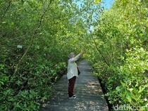 Kebun Raya Mangrove Surabaya Kini Berbayar, Tapi Masih Ramah di Kantong