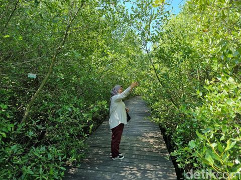 Pengunjung di wisata Kebun Raya Mangrove Surabaya