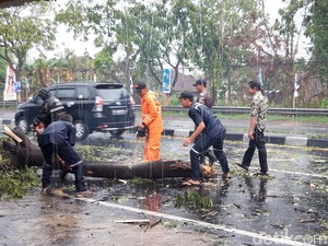Sejumlah Pohon Tumbang di Boyolali Imbas Hujan Disertai Angin Kencang