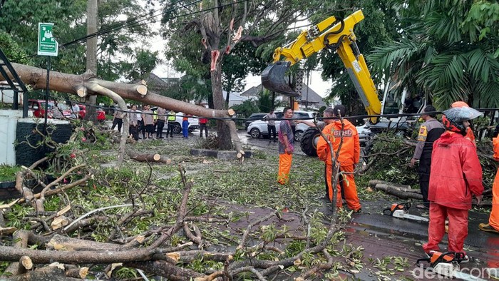 Pohon tumbang di Jalan Slamet Riyadi Solo, Rabu (3/1/2024).