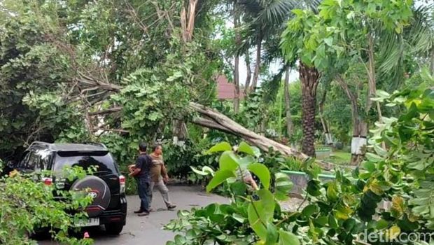 Pohon tumbang di utara Stadion Trikoyo, Klaten, Rabu (3/1/2024).