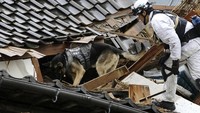 Tim SAR mengerahkan anjing pelacak untuk mencari korban gempa di reruntuhan bangunan di wilayah Wajima, Prefektur Ishikawa, Jepang. Kyodo News via AP.