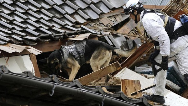 Anjing Pelacak Dikerahkan Cari Korban Gempa di Jepang