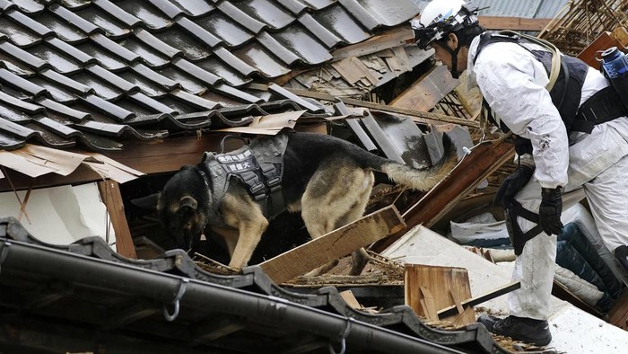Anjing pelacak dikerahkan untuk mencari korban gempa di Jepang.