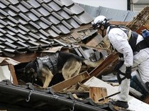 Anjing Pelacak Dikerahkan Cari Korban Gempa di Jepang