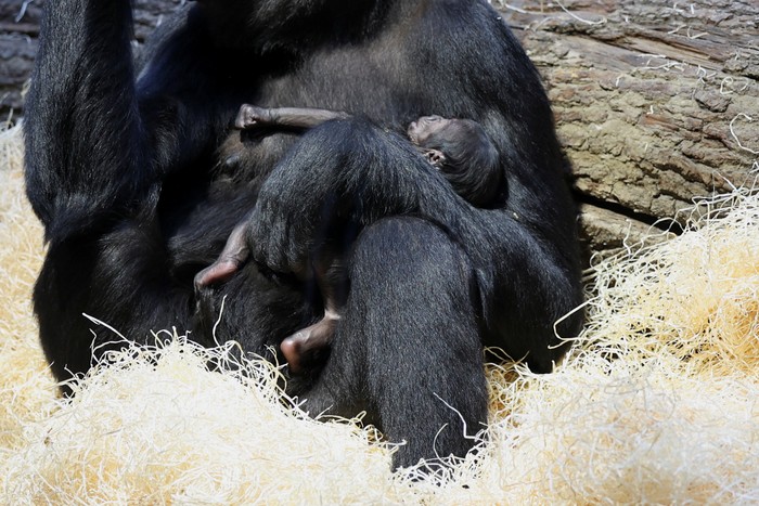 Duni, a western lowland gorilla, holds her newborn baby inside its enclosure at Prague Zoo, Czech Republic, January 4, 2024. REUTERS/Eva Korinkova