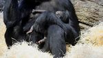 Kebun Binatang Praha Tambah Koleksi Bayi Gorila