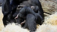Penampakan dari dekat bayi gorila yang baru lahir.