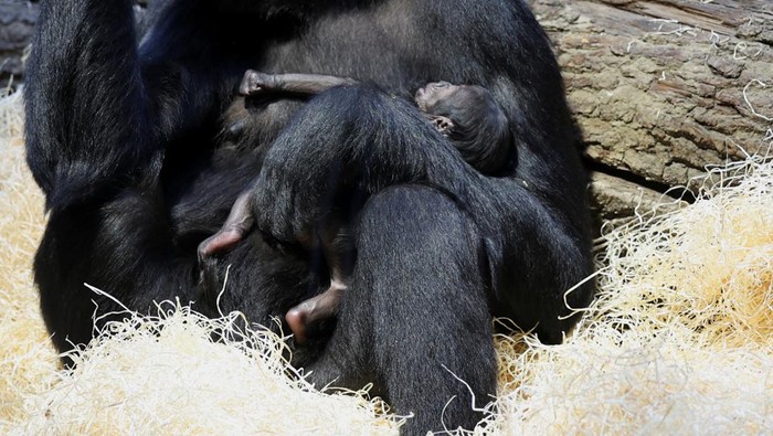 Duni, a western lowland gorilla, holds her newborn baby inside its enclosure at Prague Zoo, Czech Republic, January 4, 2024. REUTERS/Eva Korinkova
