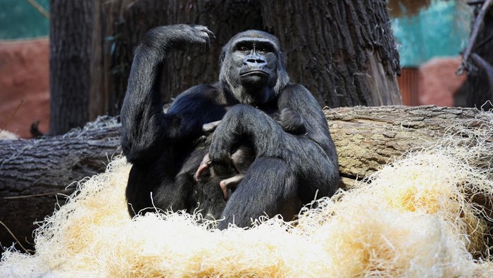 Duni, a western lowland gorilla, holds her newborn baby inside its enclosure at Prague Zoo, Czech Republic, January 4, 2024. REUTERS/Eva Korinkova