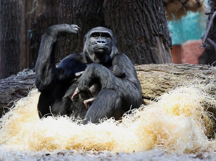 Kebun Binatang Praha Tambah Koleksi Bayi Gorila