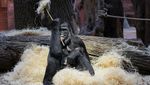 Kebun Binatang Praha Tambah Koleksi Bayi Gorila