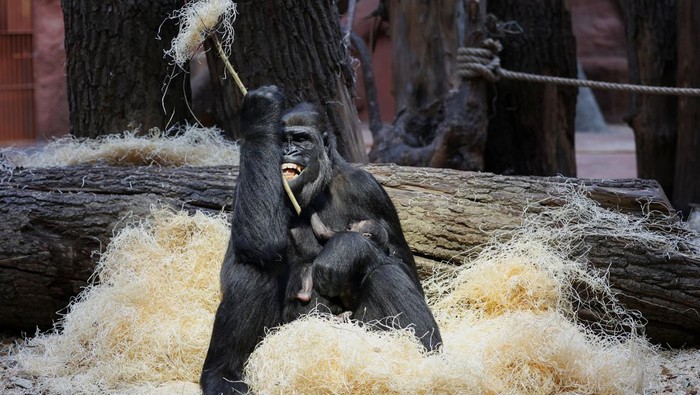 Duni, a western lowland gorilla, holds her newborn baby inside its enclosure at Prague Zoo, Czech Republic, January 4, 2024. REUTERS/Eva Korinkova