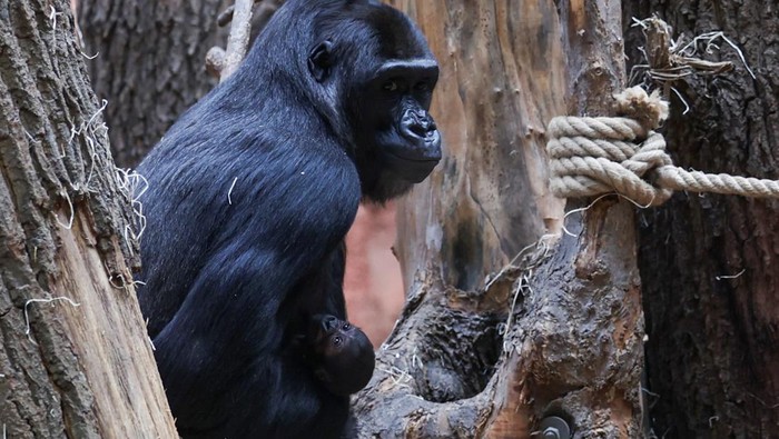 Duni, a western lowland gorilla, holds her newborn baby inside its enclosure at Prague Zoo, Czech Republic, January 4, 2024. REUTERS/Eva Korinkova