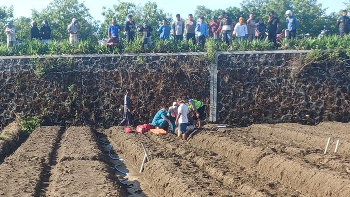 Dua orang yang mengendarai motor secara berboncengan masuk ke sawah di Parangtritis, Kretek, Bantul, Kamis (4/1/2024).