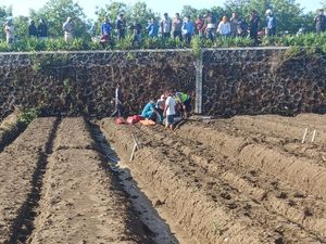 Bablas di Tikungan, 2 Pemotor Terjun ke Persawahan Parangtritis