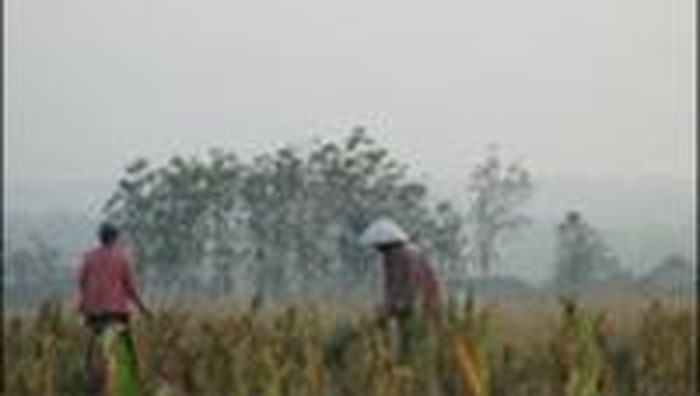 Food Estate atau Contract Farming, Mana yang Cocok?
