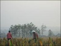 Mengenal Definisi Contract Farming yang Ramai Dibicarakan