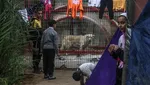 Dampak Genosida Israel di Gaza, Hewan di Kebun Binatang Ikut Kelaparan
