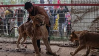 Meskipun begitu, pemilik kebun binatang, Ahmed Gomaa, masih berupaya memberikan makanan kepada para singa. Tapi dengan makanan yang seadanya. Kami memberi mereka makan roti kering yang direndam dalam air hanya untuk menjaga mereka tetap hidup. situasinya tragis, katanya kepada Aljazeera. (Foto: AFP)