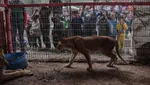 Dampak Genosida Israel di Gaza, Hewan di Kebun Binatang Ikut Kelaparan