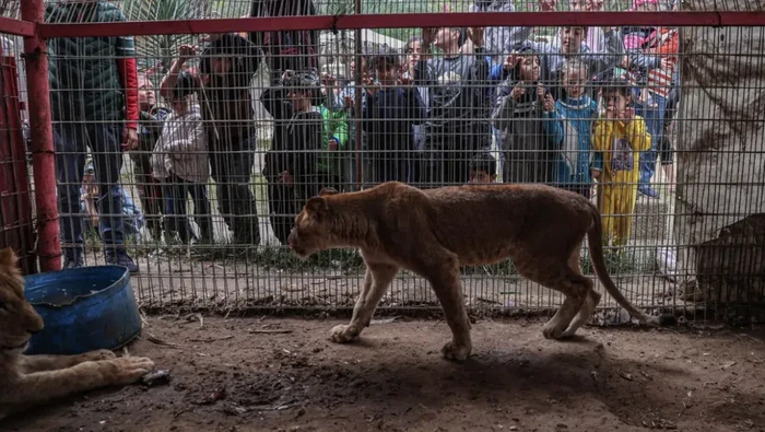 Hewan di Gaza Hewan di Gaza