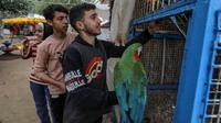 Selain itu ada burung beo dan anjing yang merasakan hal yang sama. Kasus kelaparan ini melemahkan mereka sehingga menimbulkan anemia yang tersebar luas. (Foto: Abed Rahim Khatib/Anadolu Agency)