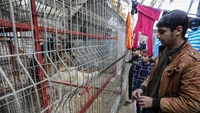Warga Palestina yang mengungsi di kebun binatang hanya bisa melihat. Kebanyakan dari mereka adalah anggota keluarga besar Gomaa yang rumahnya telah hancur oleh agresi militer Israel. (Foto: Abed Rahim Khatib/Anadolu Agency)