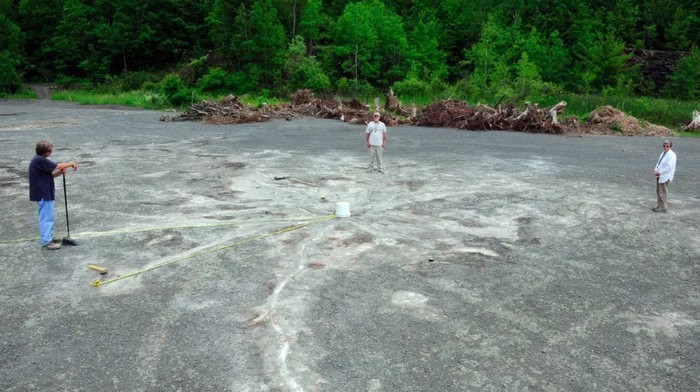 Hutan tertua di dunia ada di Kairo, utara New York, AS
