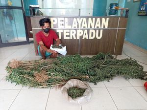 Pria di Sumsel Habiskan Uang Hasil Panen Ladang Ganja untuk Foya-foya