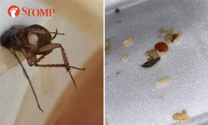 Jijik! Ada Kecoa Buntung Dalam Mangkuk Mie Pelanggan Ini