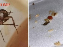 Jijik! Ada Kecoa Buntung Dalam Mangkuk Mie Pelanggan Ini