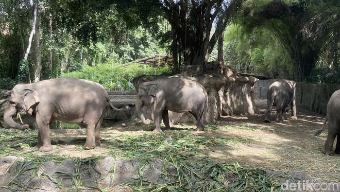 Liburan Seru Di Taman Safari Bali