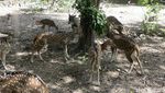 Liburan Seru di Taman Safari Bali