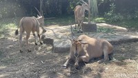 4x4 Jeep Safari, wahana yang akan membawa traveler untuk melihat satwa liar dari dekat menggunakan jeep berukuran 4x4. Traveler akan merasakan sensasi berinteraksi langsung dengan satwa liar di alam bebas. Tak perlu khawatir, kendaraan sudah dilengkapi dengan perlengkapan khusus jadi aman untuk pengunjung.