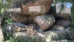 Liburan Seru di Taman Safari Bali