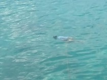 Mayat Pria Ditemukan Mengapung di Dekat Pelabuhan Tenau Kupang