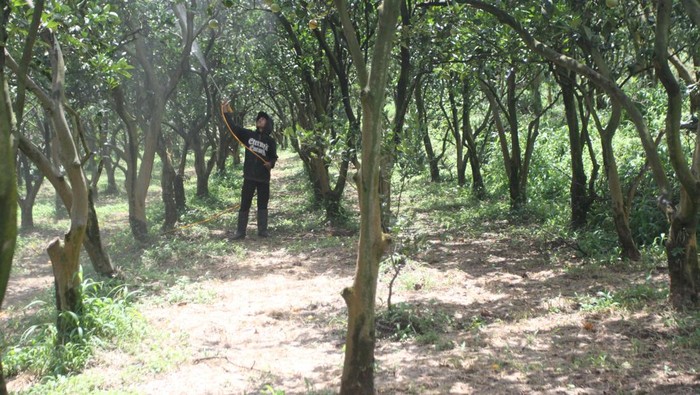 Petani melihat buah jeruk yang rontok sebelum panen di sentra agribisnis jeruk di Selorejo, Malang, Jawa Timur, Kamis (4/1/2024). Petani jeruk setempat mengeluhkan dampak penghujung fenomena iklim El Nino berupa perbedaan suhu ekstrim siang dan malam hari yang diiringi dengan serangan hama lalat buah serta penyakit dahan yang membuat buah jeruk rontok sebelum panen sehingga selain produksinya turun dari 30 ton menjadi 21 ton per hektare biaya produksi juga membengkak karena petani harus melakukan penyiraman pestisida dua kali lebih sering yakni dari 10 hari sekali menjadi 5 hari sekali. ANTARA FOTO/Ari Bowo Sucipto/foc.