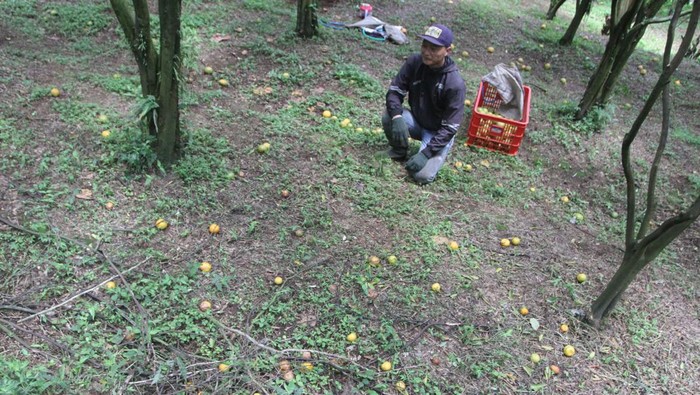 Pertanian Jeruk di Malang Terdampak El Nino, Rontok Sebelum Panen Petani melihat buah jeruk yang rontok sebelum panen di sentra agribisnis jeruk di Selorejo, Malang, Jawa Timur, Kamis (4/1/2024). Petani jeruk setempat mengeluhkan dampak penghujung fenomena iklim El Nino berupa perbedaan suhu ekstrim siang dan malam hari yang diiringi dengan serangan hama lalat buah serta penyakit dahan yang membuat buah jeruk rontok sebelum panen sehingga selain produksinya turun dari 30 ton menjadi 21 ton per hektare biaya produksi juga membengkak karena petani harus melakukan penyiraman pestisida dua kali lebih sering yakni dari 10 hari sekali menjadi 5 hari sekali. ANTARA FOTO/Ari Bowo Sucipto/foc.