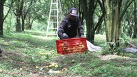 Petani melihat buah jeruk yang rontok sebelum panen di sentra agribisnis jeruk di Selorejo, Malang, Jawa Timur, Kamis (4/1/2024).