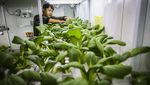 Melihat Budi Daya Sayur dengan Metode Container Farming