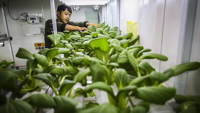 Pertanian Perkotaan dengan Metode Container Farming Petugas merawat tanaman yang dibudidayakan dengan metode container farming di Agro Edukasi Wisata Ragunan, Jakarta, Rabu (3/1/2024). Budi daya tanaman pertanian tanpa tanah dengan menggunakan sinar UV di dalam kontainer tersebut bertujuan sebagai media alternatif untuk bercocok tanam di Jakarta. ANTARA FOTO/Rivan Awal Lingga/tom.