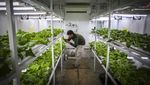 Melihat Budi Daya Sayur dengan Metode Container Farming